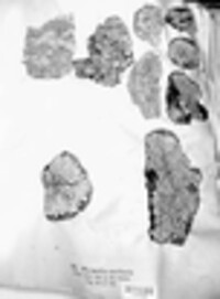 Physcia stellaris image
